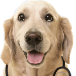 doctor-dog-clipboard trans2